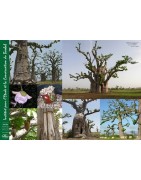 Poster : les baobabs de Nguékokh n°2
