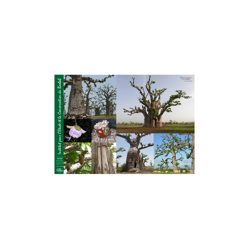 Poster : les baobabs de Nguékokh n°2 Poster : les baobabs de Nguékokh n°2
