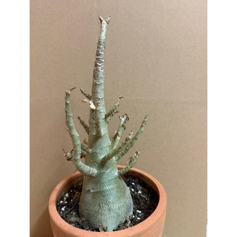 Adenium arabicum n°T