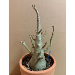 Adenium arabicum n°T