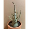 Adenium arabicum n°T