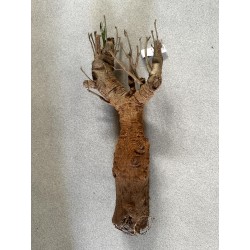 N°X : Baobab africain (Adansonia digitata) de 20 ans