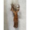 N°X : Baobab africain (Adansonia digitata) de 20 ans