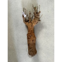 N°X : Baobab africain (Adansonia digitata) de 20 ans