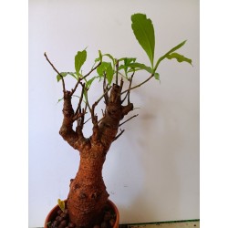 N°X : Baobab africain (Adansonia digitata) de 20 ans