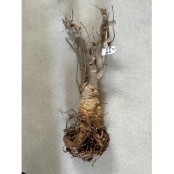 N°Y : Baobab africain (Adansonia digitata) de 20 ans