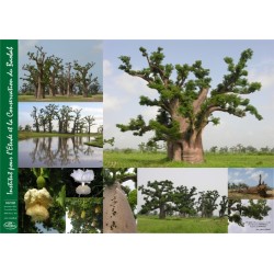 Poster : les baobabs de Nguékokh n°1
