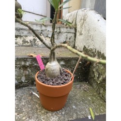 Pachypodium succulentum n°4