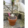 Pachypodium succulentum n°4