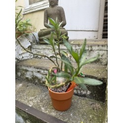 Pachypodium succulentum n°4