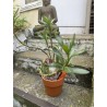 Pachypodium succulentum n°4