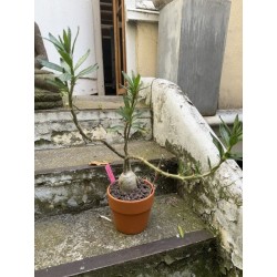 Pachypodium succulentum n°4