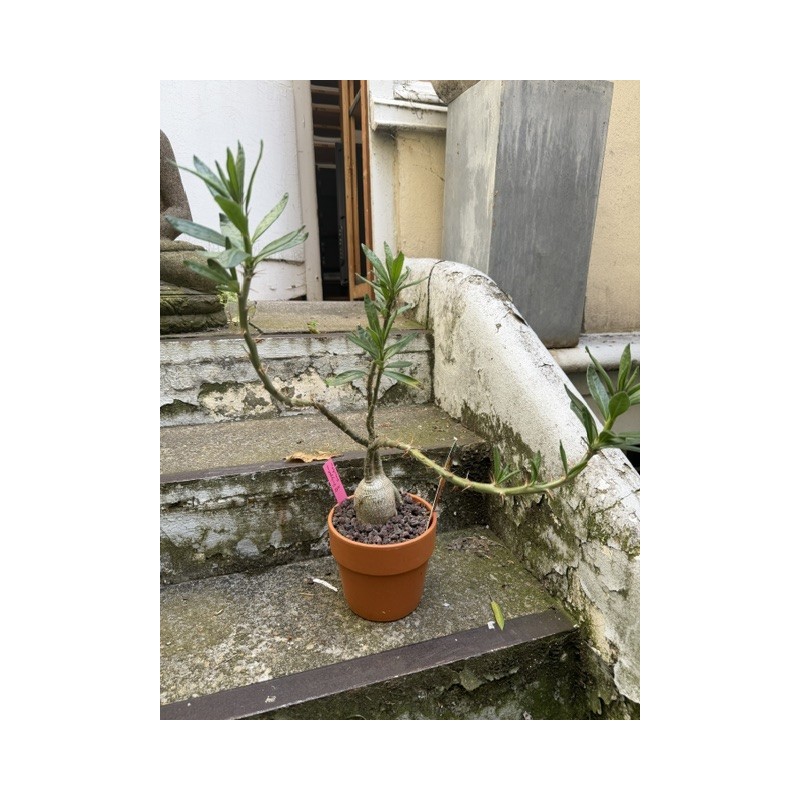 Pachypodium succulentum n°4