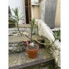 Pachypodium succulentum n°4