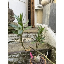 Pachypodium succulentum n°4
