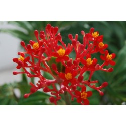 ARRIVAGE ! Jatropha podigraca