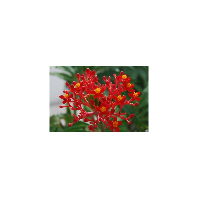 ARRIVAGE ! Jatropha podigraca