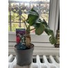 ARRIVAGE ! Jatropha podigraca
