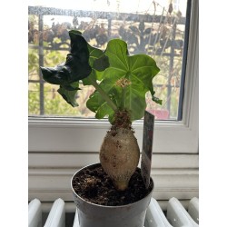 ARRIVAGE ! Jatropha podigraca