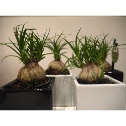 ARRIVAGE ! 2 mini-pieds d'éléphant (beaucarnea recurvata)