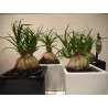 ARRIVAGE ! 2 mini-pieds d'éléphant (beaucarnea recurvata)