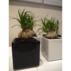 ARRIVAGE ! 2 mini-pieds d'éléphant (beaucarnea recurvata)
