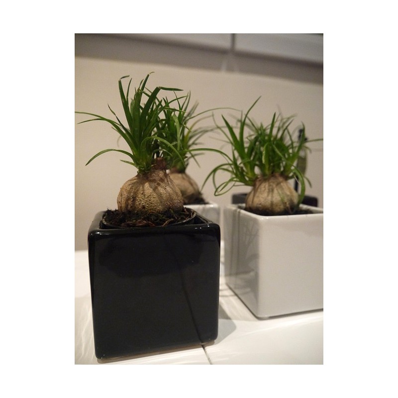 ARRIVAGE ! 2 mini-pieds d'éléphant (beaucarnea recurvata)