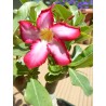 ARRIVAGE ! 2 mini-plants : baobab chacal et pied d'éléphant