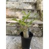 Baobab chacal (adenium arabicum) de 3 ans - AR75