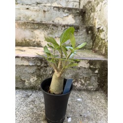 Baobab chacal (adenium arabicum) de 3 ans - AR75