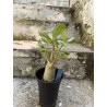 Baobab chacal (adenium arabicum) de 3 ans - AR75