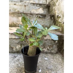 Baobab chacal (adenium arabicum) de 3 ans - AR75