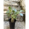 Baobab chacal (adenium arabicum) de 3 ans - AR75