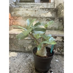Baobab chacal (adenium arabicum) de 4 ans - AR11