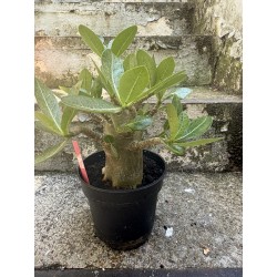Baobab chacal (adenium arabicum) de 4 ans - AR31