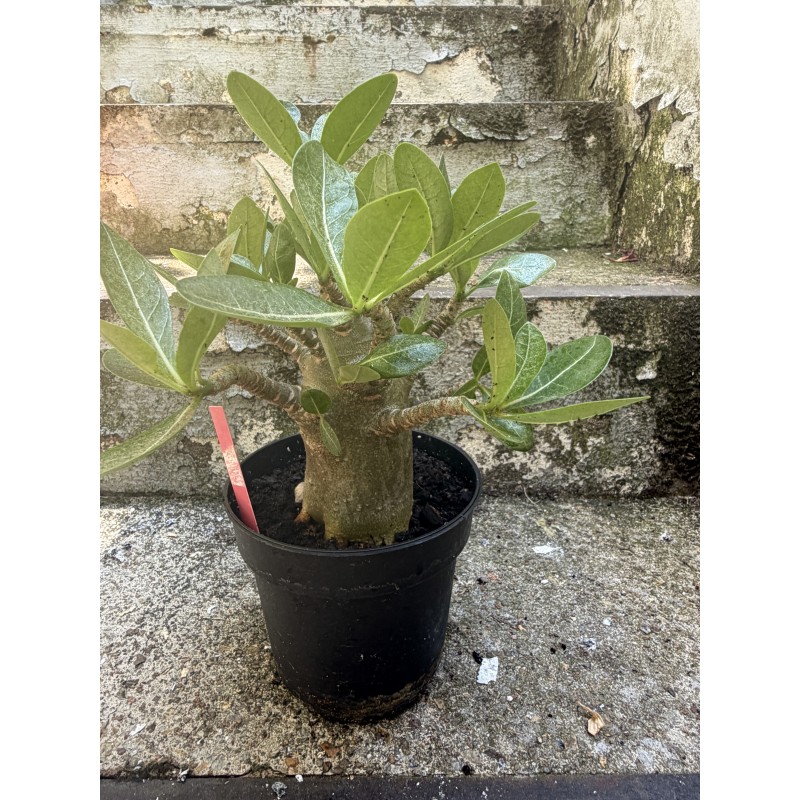 Baobab chacal (adenium arabicum) de 4 ans - AR31