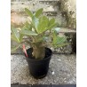 Baobab chacal (adenium arabicum) de 4 ans - AR31