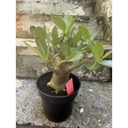 Baobab chacal (adenium arabicum) de 4 ans - AR31