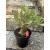 Baobab chacal (adenium arabicum) de 4 ans - AR31