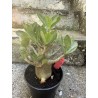 Baobab chacal (adenium arabicum) de 4 ans - AR31