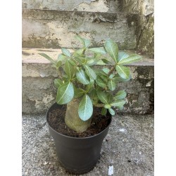 Baobab chacal (adenium arabicum) de 4 ans - AR08
