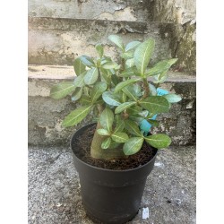 Baobab chacal (adenium arabicum) de 4 ans - AR08