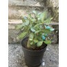 Baobab chacal (adenium arabicum) de 4 ans - AR08