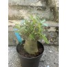 Baobab chacal (adenium arabicum) de 4 ans - AR08