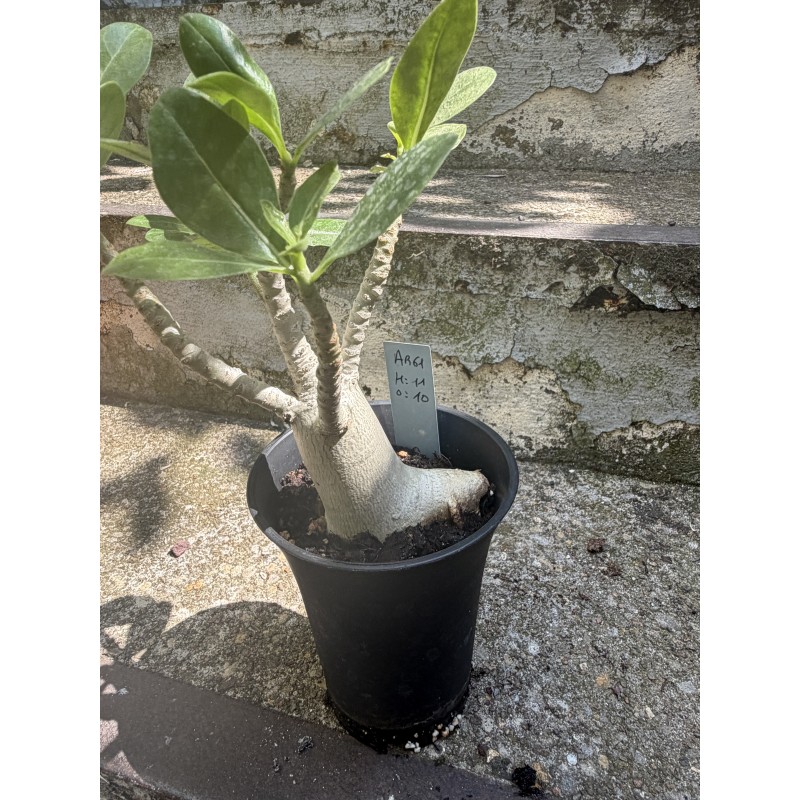 Baobab chacal (adenium arabicum) de 3 ans - AR61