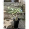 Baobab chacal (adenium arabicum) de 3 ans - AR61