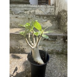 Baobab chacal (adenium arabicum) de 3 ans - AR61