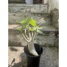 Baobab chacal (adenium arabicum) de 3 ans - AR61