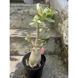 Baobab chacal (adenium arabicum) de 5 ans - AR29