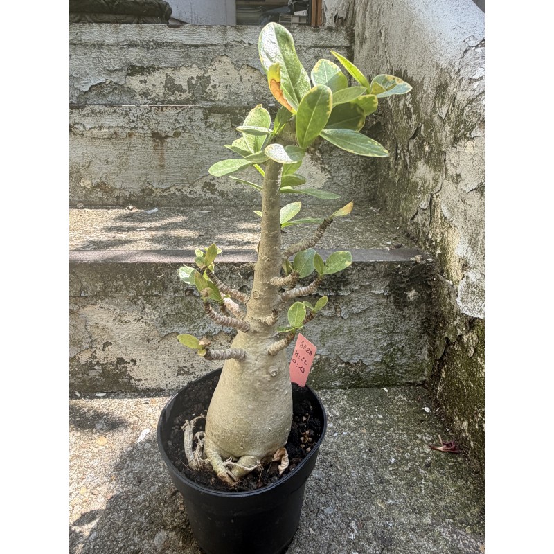 Baobab chacal (adenium arabicum) de 5 ans - AR29
